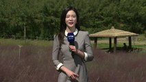 [날씨] 파란 하늘 아래 '핑크뮬리' 장관...가을 성큼 / YTN