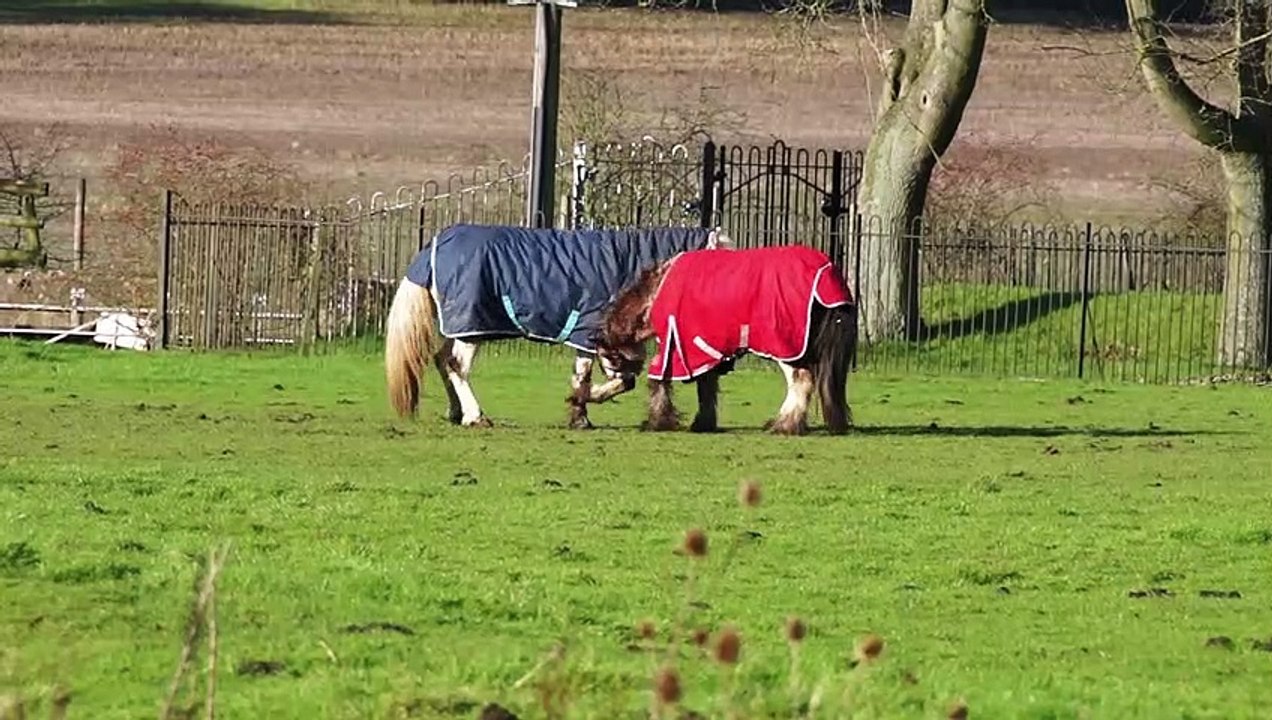Beautiful Horse fighting
