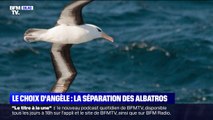 Le choix d'Angèle - Les albatros 