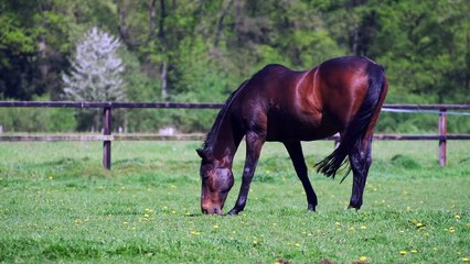 So cute and beautiful Horse