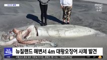 [이 시각 세계] 뉴질랜드 해변서 4m 대왕오징어 사체 발견