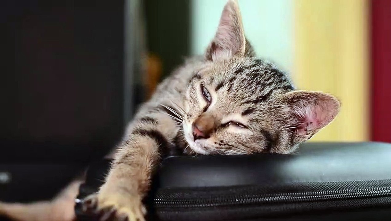 So cute and beautiful cat is sleeping on bag