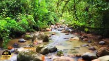 Forest in 4K - The healing power of nature sounds | Forest Sounds | Scenic Relaxation Video