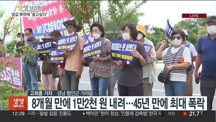 "울고싶다"…쌀값 45년만 최대 폭락에 논 갈아엎어