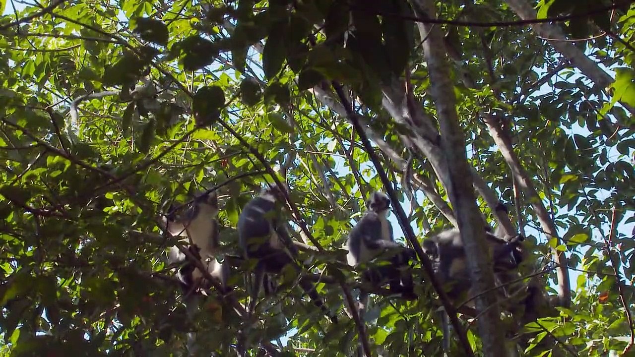 Wildes Indonesien Staffel 1 Folge 3 HD Deutsch