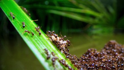 A Perfect Planet EP3 - Weather (2021)