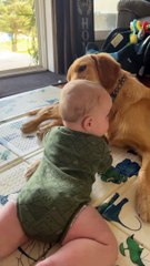 Golden Retriever Gives Baby a Bath