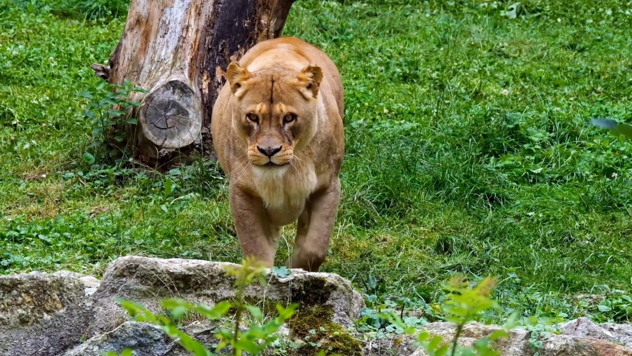 Animals sound for kids cat cow dog learning kids animals sound