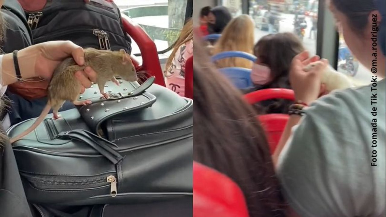 Hombre impacta al utilizar dos ratas para pedir dinero en Transmilenio