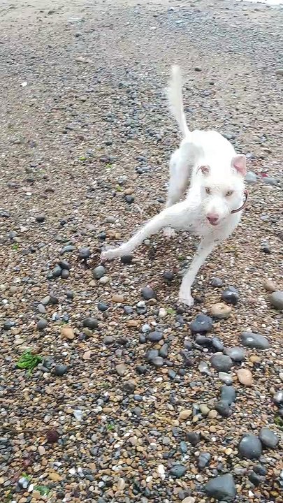 Dog Finds Treasure on Beach