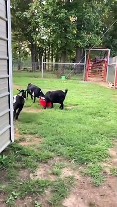 Goat Pushes Its Luck Jumping Fence