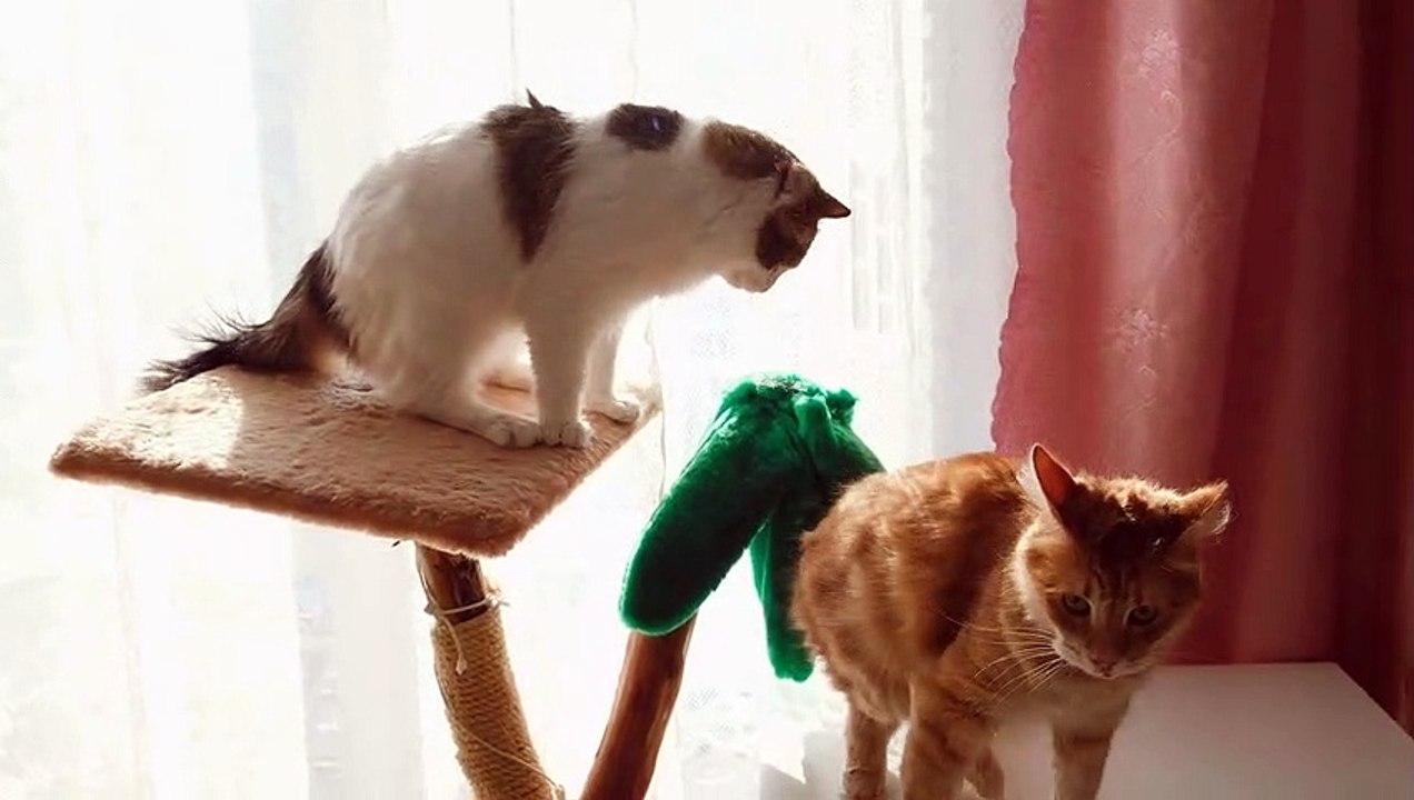 Funny cat fight