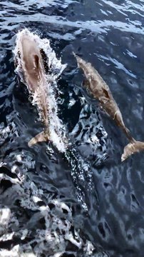 Dolphins for Kids | Dolphins Sound for Children | #shorts #short #shortvideo #dolphin