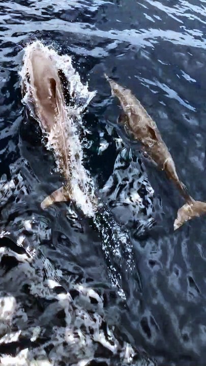 Dolphins for Kids | Dolphins Sound for Children...