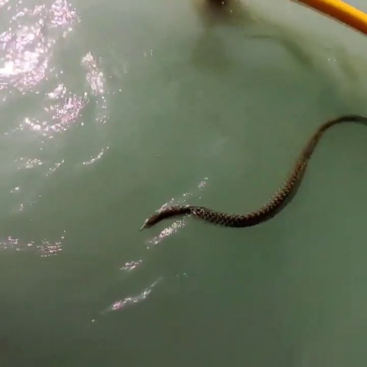Snake swimming opposite to river flow | नदी के प्रवाह के विपरीत तैरता हुआ सांप