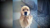 Very good dog's video  Dailymotion dogs funny