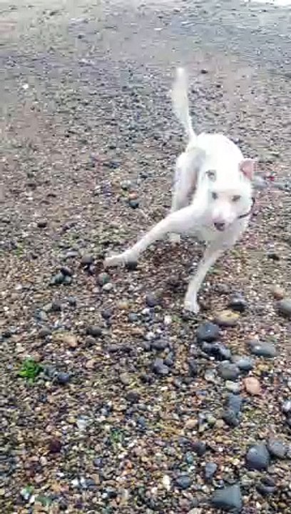 Dog Finds Treasure on Beach