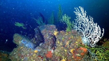 Bozcaada ve Marmara’nın mercanları araştırılıyor
