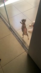 Min Pin Scratching Glass Looks Like it's Dancing