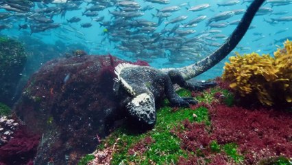 A Perfect Planet EP4 - Oceans (2021)