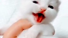 Cute baby cat calling her mother for milk