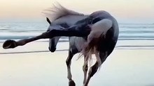 very beautiful horse running at high speed in the beach