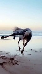 very beautiful horse running at high speed in the beach