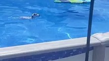 This little dog has his own pool to swim