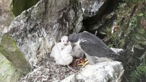 peregrine falcon feed her chicks