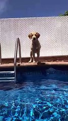 Funny dog jumps into the pool