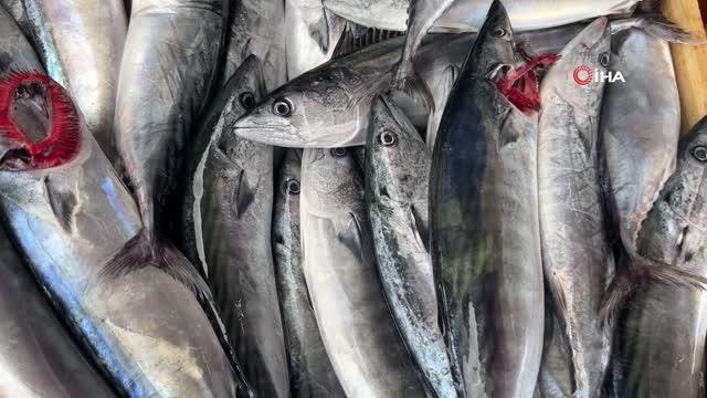 Palamut bolluğu tezgahlara da yansıdı: Fiyatı 25 liraya kadar düştü