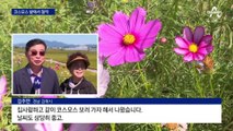 축제하기 딱 좋은 가을…코스모스 밭에서 ‘찰칵’