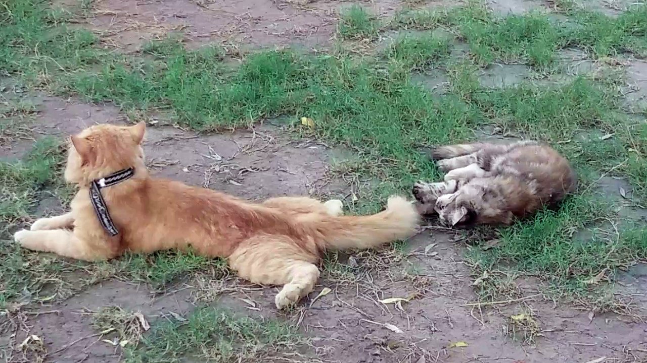 Cats playing