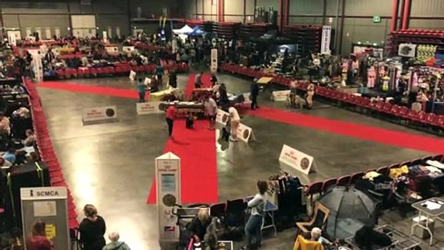 L’exposition canine nationale et internationale a débuté à Martigues