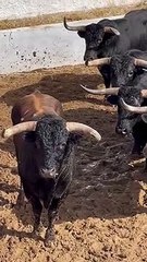 Toros Julio de la Puerta para Almadén