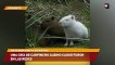 Una cría de carpincho albino causó furor en las redes