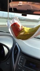 Parrot Chills Out in Face Mask Hammock