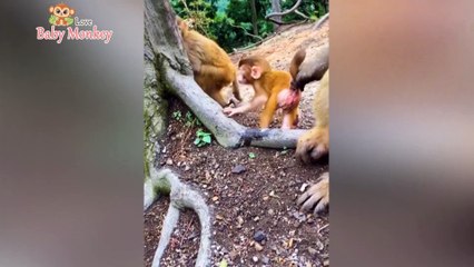 Baby Monkey Learning How To Eat Fruit So Cute