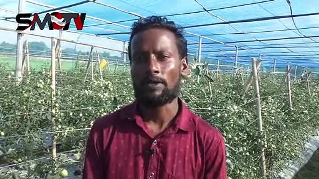 কুমিল্লায় অসময়ে টমেটো চাষে লাভবান হচ্ছেন কৃষকরা