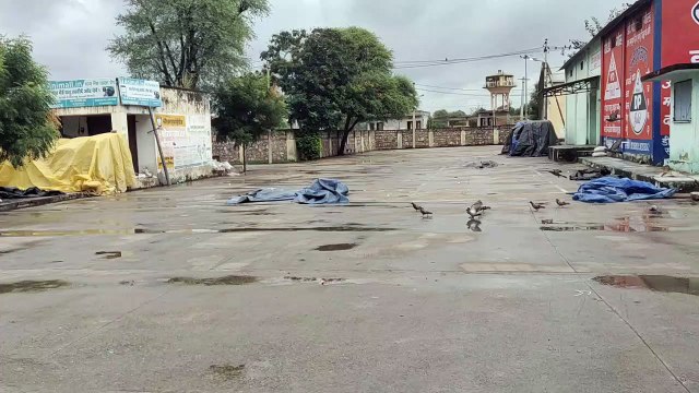 कृषि उपज मण्डी बंद, कबूतरों की बल्ले - बल्ले