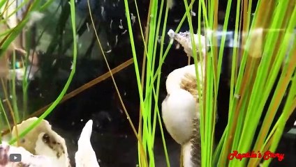 أغرب الطرق التي وَلَدَت فيها مخلوقات البحر