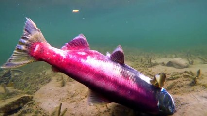 ماذا سيحدث إن اختفت جميع الحيوانات الموجودة على الأرض