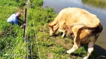 حيوانات طلبت المساعدة من البشر