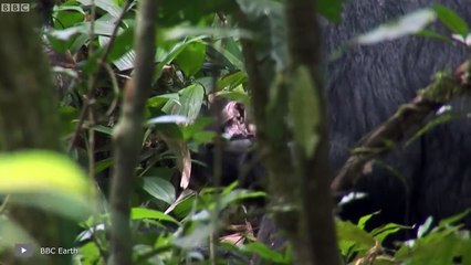 كانت الديناصورات في عصرها أكثر ترويعاً مما نعتقد