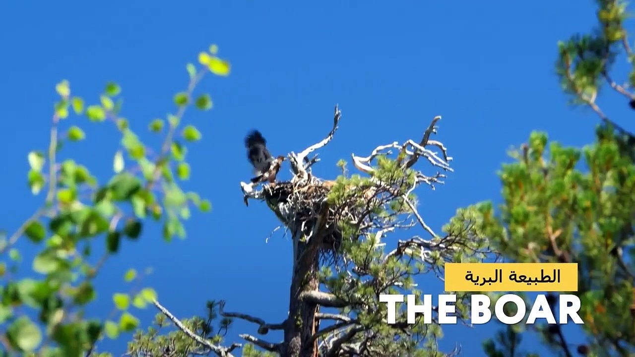 فخاخ الحيوانات المذهلة - ما هي؟ - video Dailymotion