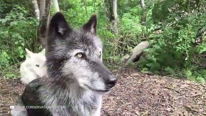 السبب وراء عدم لمس الصيادين للذئاب ذوو البقعة البيضاء على صدورهم