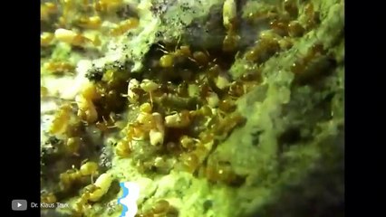 هكذا قام النمل ببناء هذه المدينة العملاقة