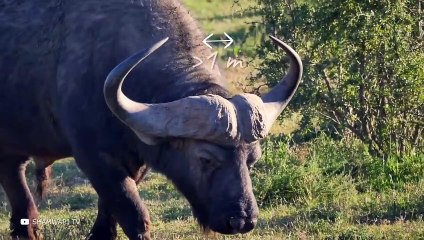 تم التقاط هجمات الجاموس المجنونة هذه بواسطة آلة التصوير