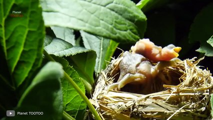 أسوأ آباء الحيوانات في كل العصور