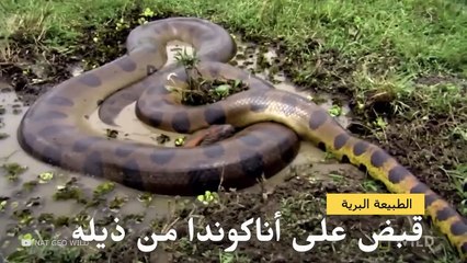 مواجهات مخيفة لثعبان عملاق من شأنها أن ترعبكم
